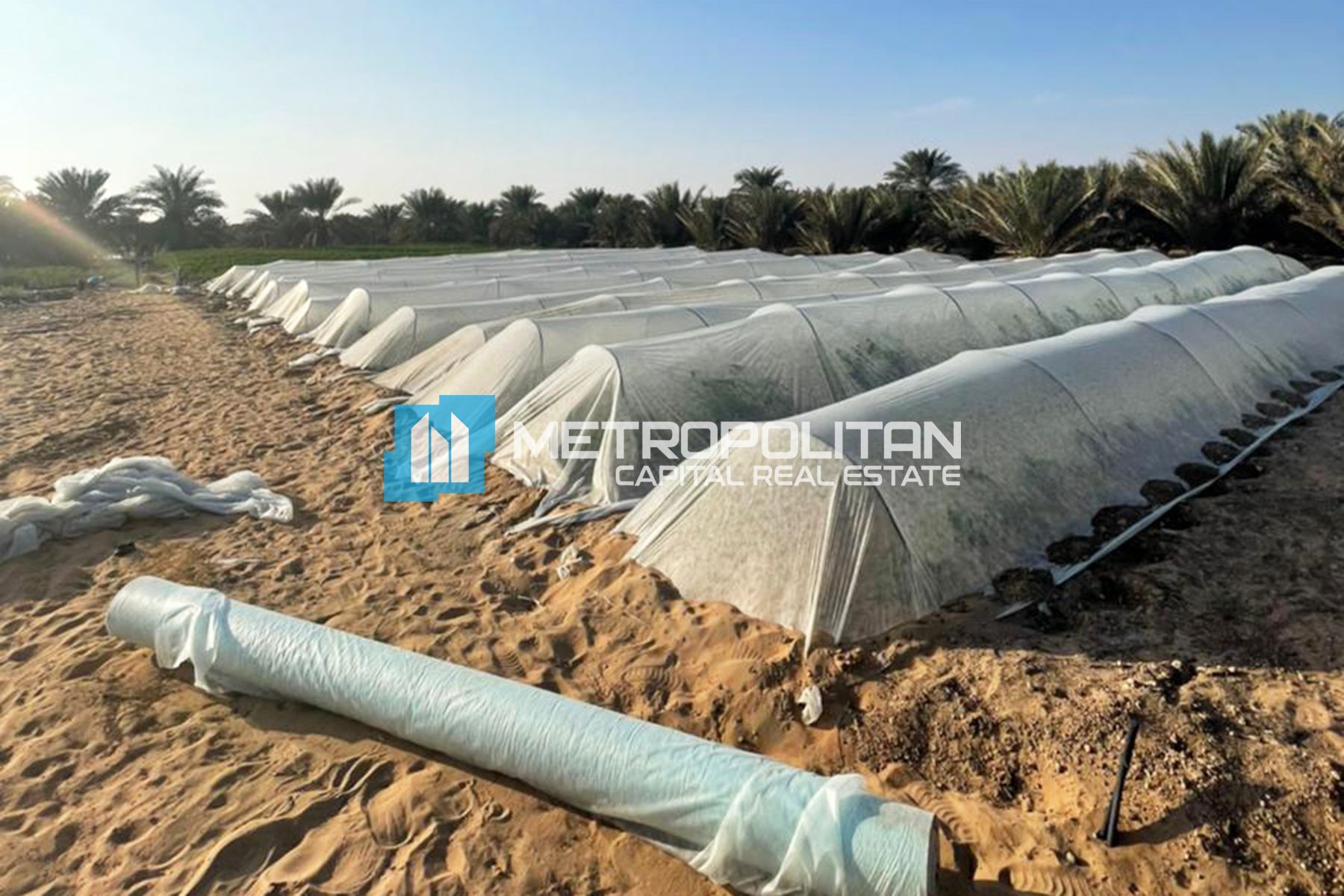Image - Al Salamat, Al Salamat, Al Ain | Project - Land Agricultural